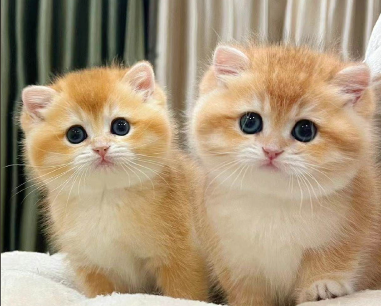 廊坊物成长记录小程序开发,毛孩子们可爱成长点滴 廊坊物成长记录小程序开发,毛孩子们可爱成长点滴